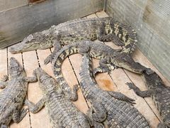 -呀路古热带植物园