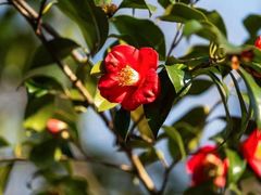 -杭州植物园