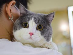 -momokira米努特·德文卷毛猫·棉花面纱犬