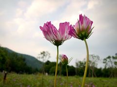 -北京西山国家森林公园