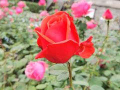 -北京植物园南门售票处