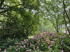 -上海滨江森林公园
