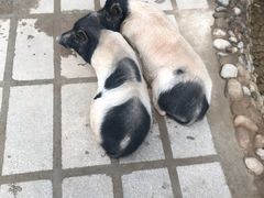 -呀路古热带植物园