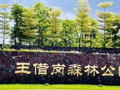 -王借岗森林公园
