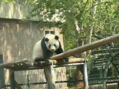 -成都动物园