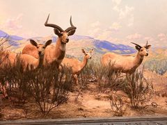 -美国自然历史博物馆