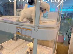 -翊宠yipet猫狗购宠庄园犬舍•猫舍