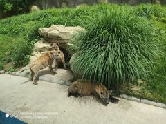 -北京野生动物园