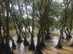 -宝安西湾红树林湿地公园