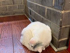 -张记牛肉面馆(天津路店)