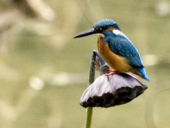 -四川大学(华西校区)