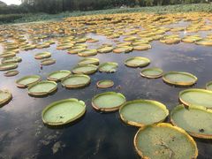 -荷塘月色湿地公园·向阳花洲