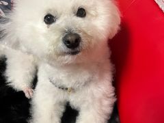 -PETKIT 小佩宠物·低压洗护·美容·寄养(安远店)