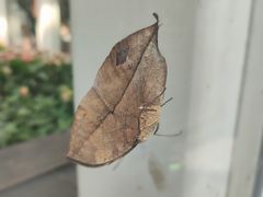 -上海自然博物馆