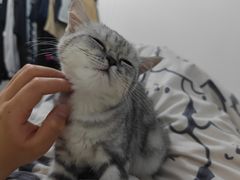 -关爱宠物医院·猫科中心·消化科(滨湖万达分院)