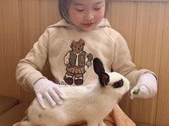 -猫猫幼稚园·撸猫·桌游·电玩