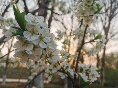 -丁香湖公园