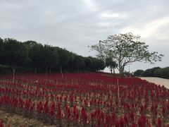 -松山湖梦幻百花洲