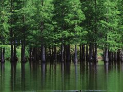 -白鹭湾湿地公园