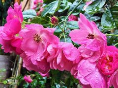 -芙蓉镇景区