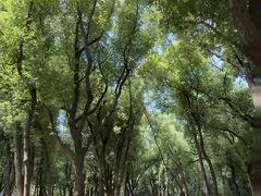-东湖落雁景区
