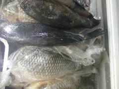 大鹅岛灶台鱼-大鹅岛灶台鱼·铁锅炖(水库路店)