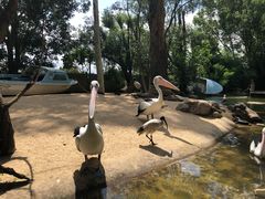 -费瑟代尔野生动物园