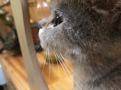 -猫色咖啡·猫咖