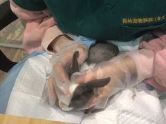 -雨林宠物医院 非犬猫异宠专科