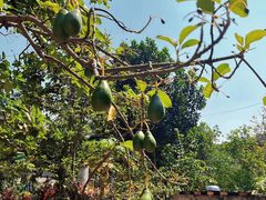 -西双版纳傣族园