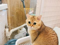 -和它·交个朋友·狗咖猫咖(爱琴海店)