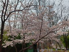 -山东艺术学院(长清校区)