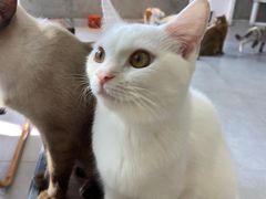 -Heymao猫咖.咖啡厅(东门店)
