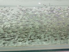 -华声天桥民俗文化园