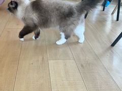 -Let's go狗咖·猫咖·奶狗·桌游(春熙路IFS店)