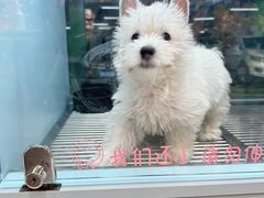 -FAELING PETS美天灵宠物(合生汇店)