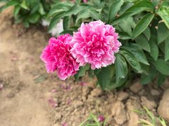 -曹州百花园