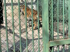-合肥野生动物园