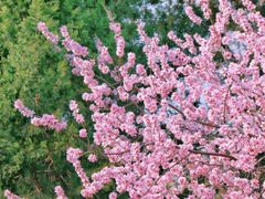 -桃花堤公园