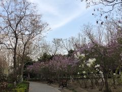 -大兴滨河森林公园