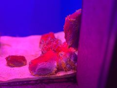 -上海海洋水族馆