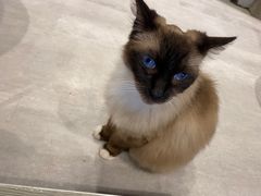 -猫儿山۰猫主题餐厅