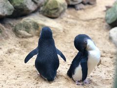 -费瑟代尔野生动物园