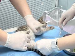 -纳吉亚猫专科动物诊疗中心(蒋宅口分院)