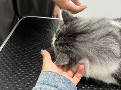 -山宅一喵德文卷毛猫舍