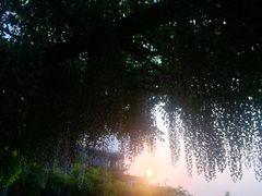 -嘉定紫藤园