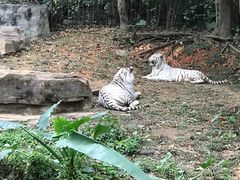 -广州长隆野生动物世界