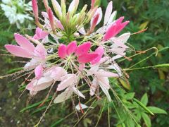 -广东花都香草世界旅游度假区