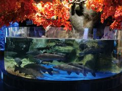 -成都浩海立方海洋公园