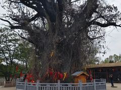 -大槐树寻根祭祖园